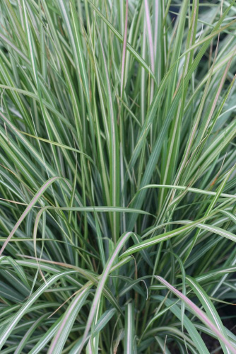 veinik-ostrocvetkovyi-avalanche