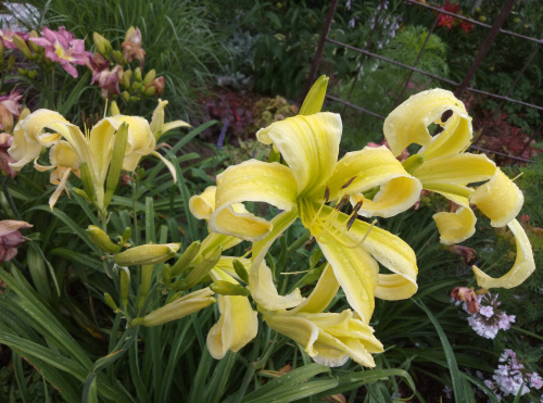 Лилейник Hemerocallis Heavenly Flight of Angels