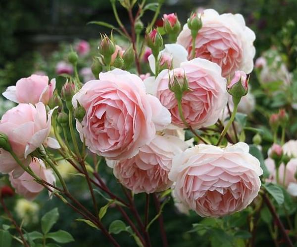 Английские