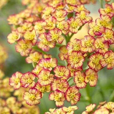 achillea-millefolium-tricolor