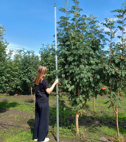 рябина штамб