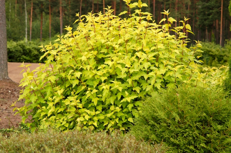 Пузыреплодник