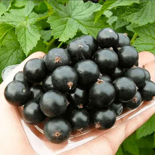 3085_smorodina_izyumnaya_01