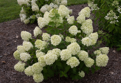 гортензия литл лайт