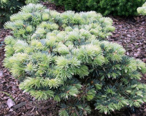 пихта Пигельми