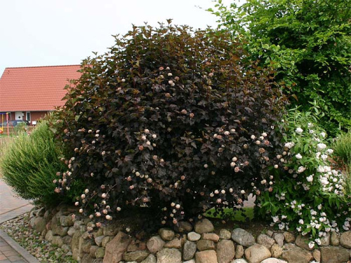 physocarpus-opulifolius-diabolo-06