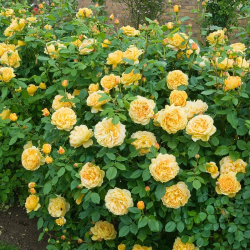 Gold-Zest роза