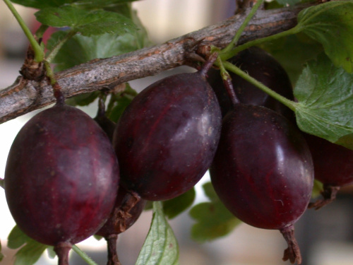 крыжовник Челябинский