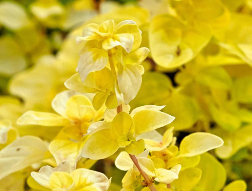 Душица обыкновенная Gold Nugget