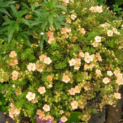 лапчатка дей даун