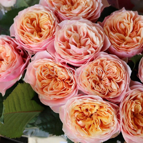 Свит Вувузелла