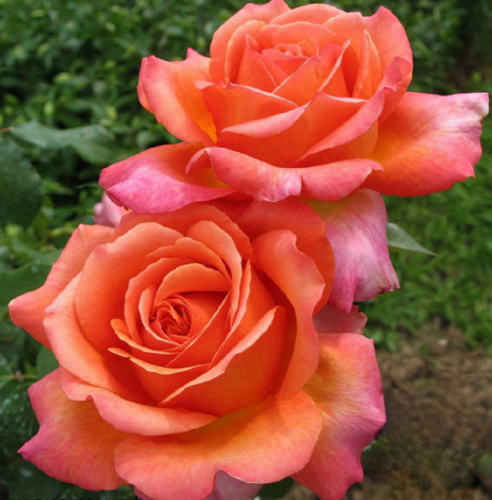 Роза чайно-гибридная Rene Goscinny "Рене Госсини" : С5/7,5