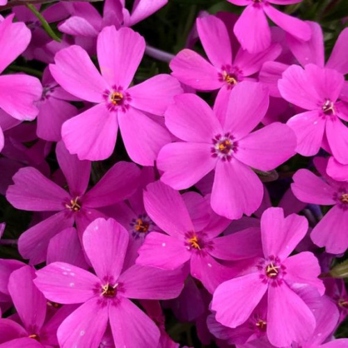 11sv7futvh0yjllbtny4pwsa3w1co3oa