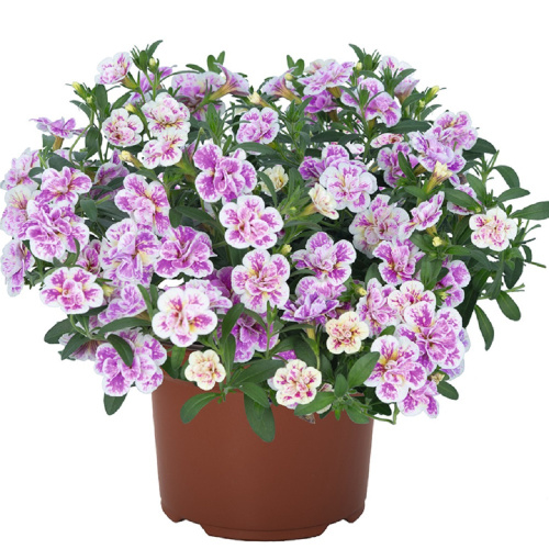ALOHA-DOUBLE-PINK-BLUSH