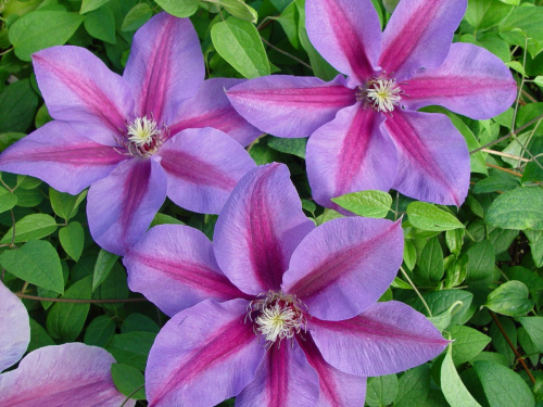 Клематис Clematis "Etoile De Malicome" : P9