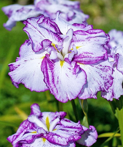 iris-ensata-harlequinesqe