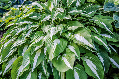 ночь перед рождеством