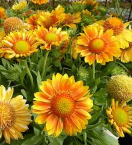 гайлардия меса пич