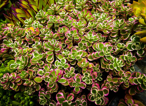 tricolor-sedum-1
