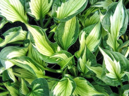 монинг стар