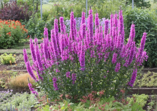 Дербенник рози джем