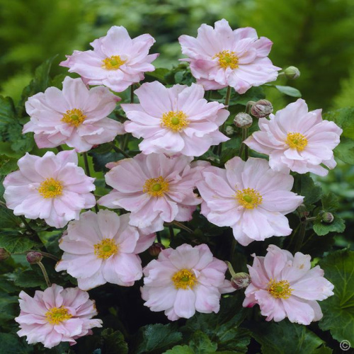 Анемона Anemone x hybrida Lorelei