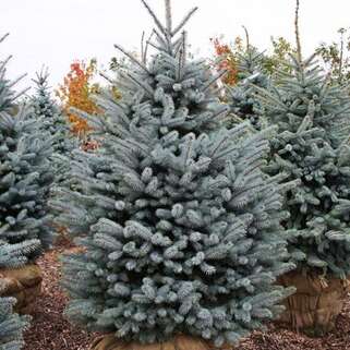 5775_el_kolyuchaya_blue_diamond_003_321_auto_jpg_5_80