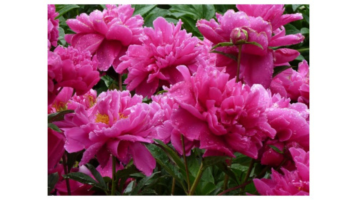 sazhency-pion-banker-hill-1280x720