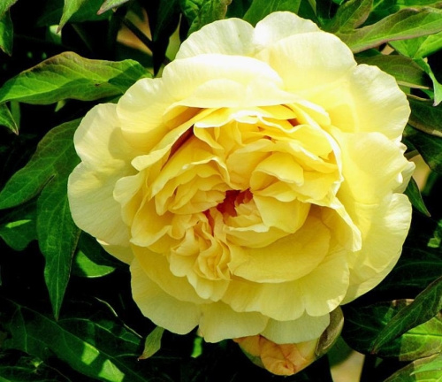 Itoh_Yellow_Waterlil