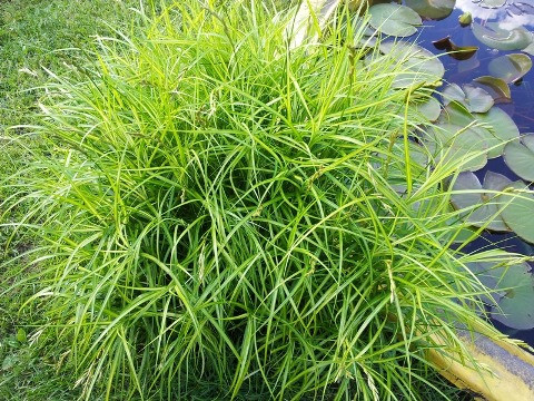 1805499279_w640_h640_osoka-palmolistnaya-carex