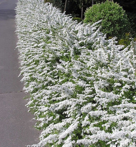 spiraea_cinerea_grefsheim1