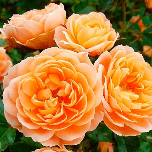 8924f489900302451e74aee73120ec93-1000x1000