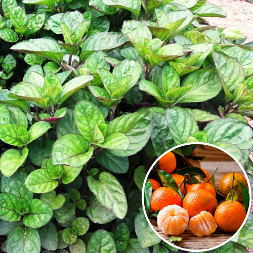 myata_mandarinovaya_zakrytyy_koren-19751578817764