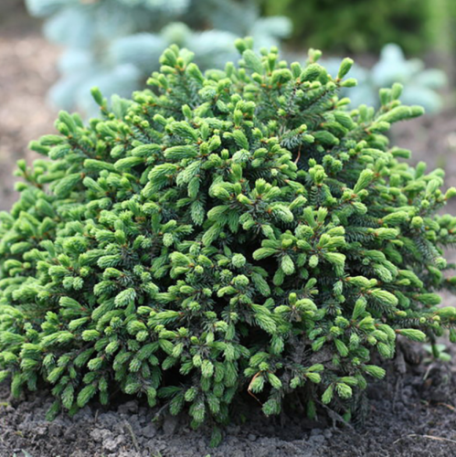 эхиниформис ель