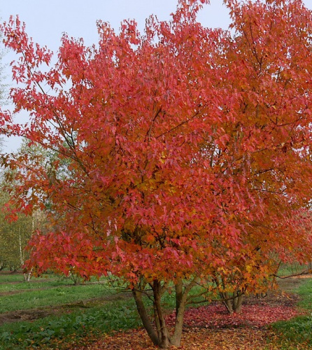 клен гиннала