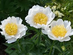 джан ван леувен