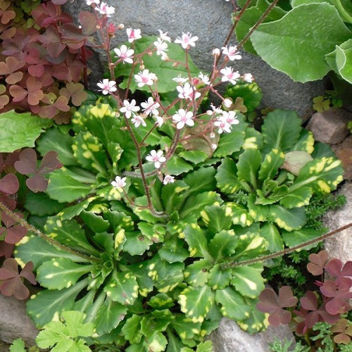 Saxifraga_x_urbinum_-1000x1000
