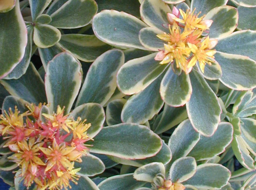 Sedum kamtschaticum Variegatum