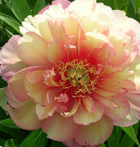 Ito-pion-Dzhuliya-Rouz