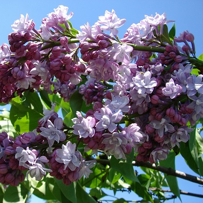 михаэль буше