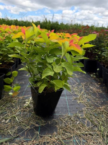 Спирея японская Spiraea japonica "Double Play Big Bang" : C2/3 ЭМ
