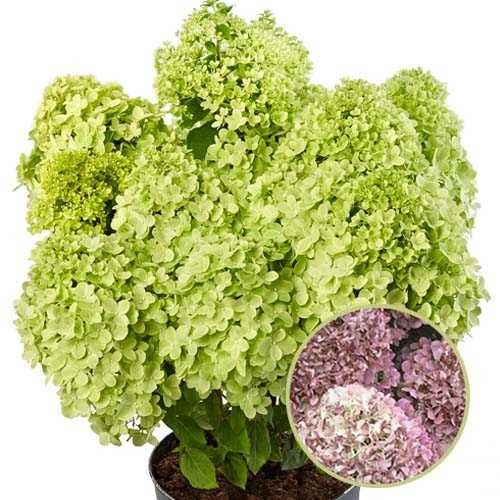 hydrangea-paniculata-pandora-01