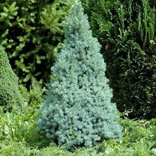 Ель сандерс блю