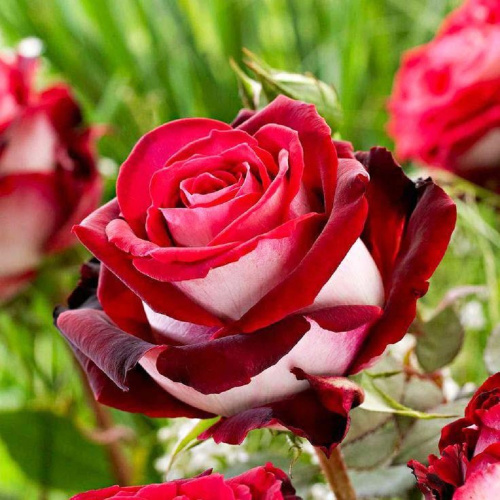 Роза чайно-гибридная Osiria "Осирия" : С5/7,5