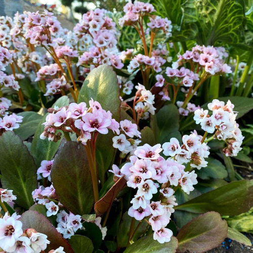 bergenia-hybrid-dragonfly-angel-kiss-3