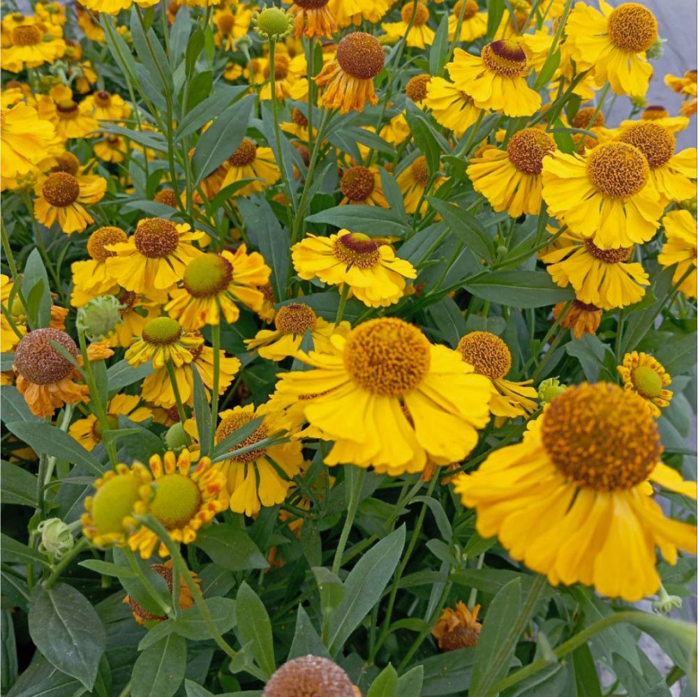 До 40% на многолетние цветы