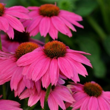 эхинацея PowWow wild berry