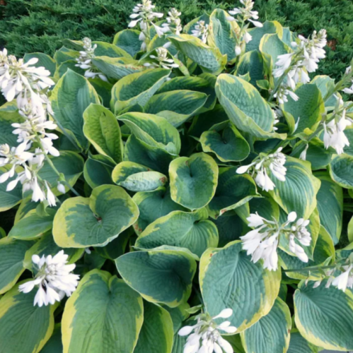 pedef6af4f307ryd74rkpggd7cht5a33