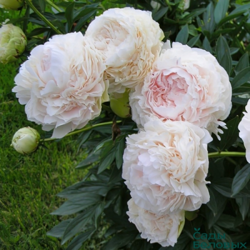 paeonia-solange7-650x650