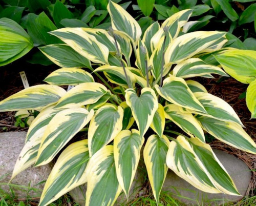 602607i-khosta-gibridnaya-lakeside-dragonfly